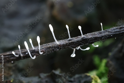 Typhula setipes, clavarioid fungus from Finland, no common English name photo