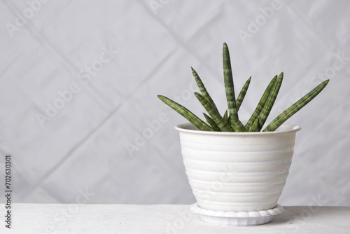 Sansevieria cylindrica isolated on white. Sansevieria now included in genus Dracaena is known as snake plant photo