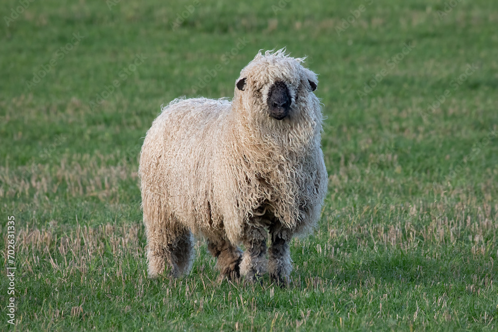 A close up image of a shaggy haired sheep. The ram has a heavy fleece of wool and is standing in a field facing the camera