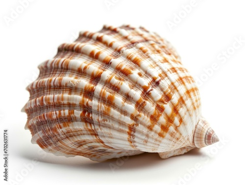 seashell on white 