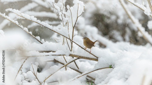 Zaunkönig (Troglodytes troglodytes) photo