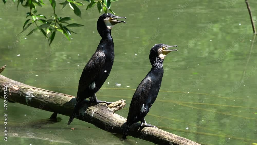 The great cormorant, Phalacrocorax carbo known as the great black cormorant across the Northern Hemisphere, the black cormorant in Australia and the black shag further south in New Zealand