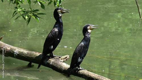 The great cormorant, Phalacrocorax carbo known as the great black cormorant across the Northern Hemisphere, the black cormorant in Australia and the black shag further south in New Zealand photo