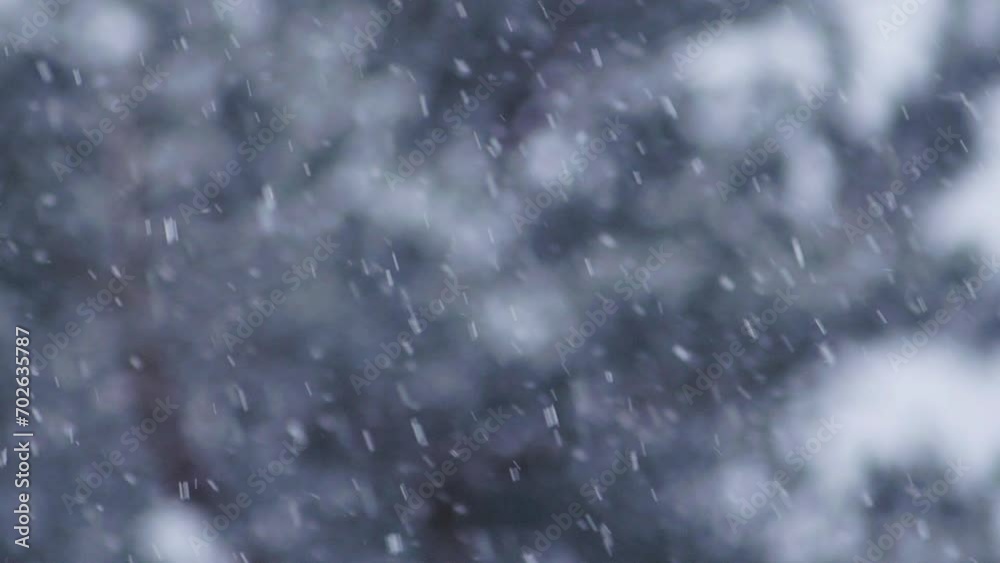 Blizzard - Heavy Snow Storm detail in SLOW MOTION HD VIDEO. Wild falling snowflakes in the wind. Low depth of field and blurred pine trees in the background. Close-up. Quarter speed.