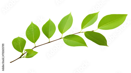 green single leaves isolated on white background,