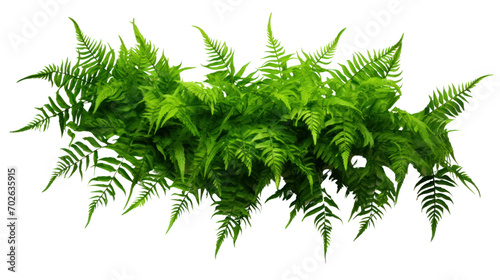 Green leaves tropical foliage plant bush of cascading Fishtail fern isolated on transparent and white background.PNG image.