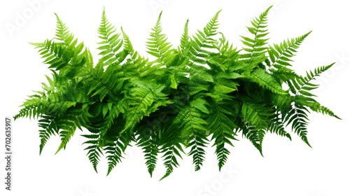 Green leaves tropical foliage plant bush of cascading Fishtail fern isolated on transparent and white background.PNG image. photo
