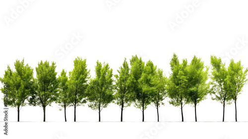 Green Tree Isolated on transparent and white background.PNG image