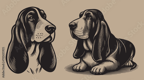 Basset hound dog. Beautiful graphic illustration icons logo set. In old vintage style