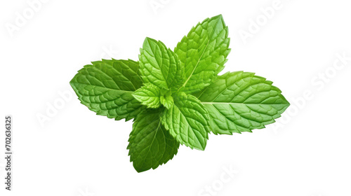 Fresh mint isolated on transparent and white background.PNG image.