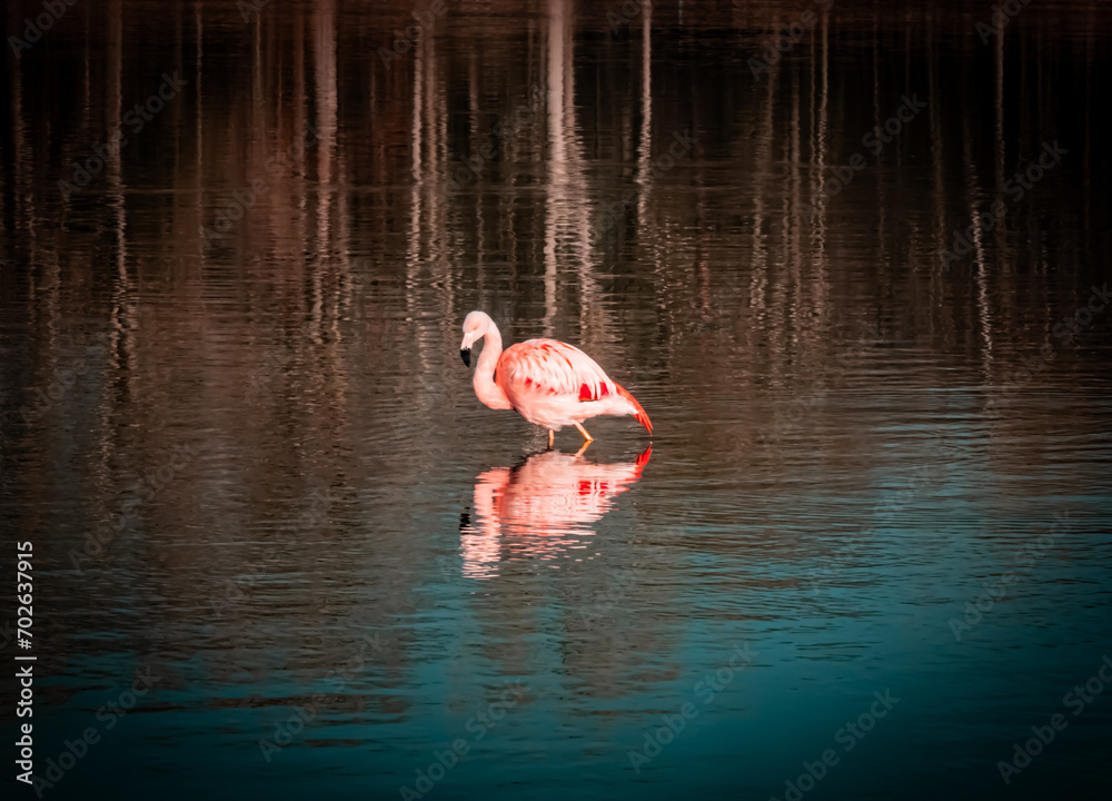 Flamingo