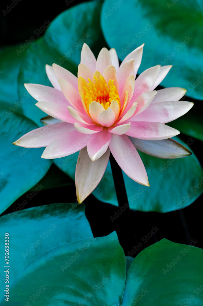 blossoming pink lotus and waterlily flowers in pond
