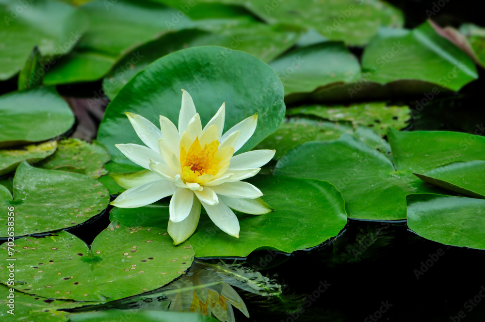 blossoming pink lotus and waterlily flowers in pond blossoming pink lotus and waterlily flowers in pond