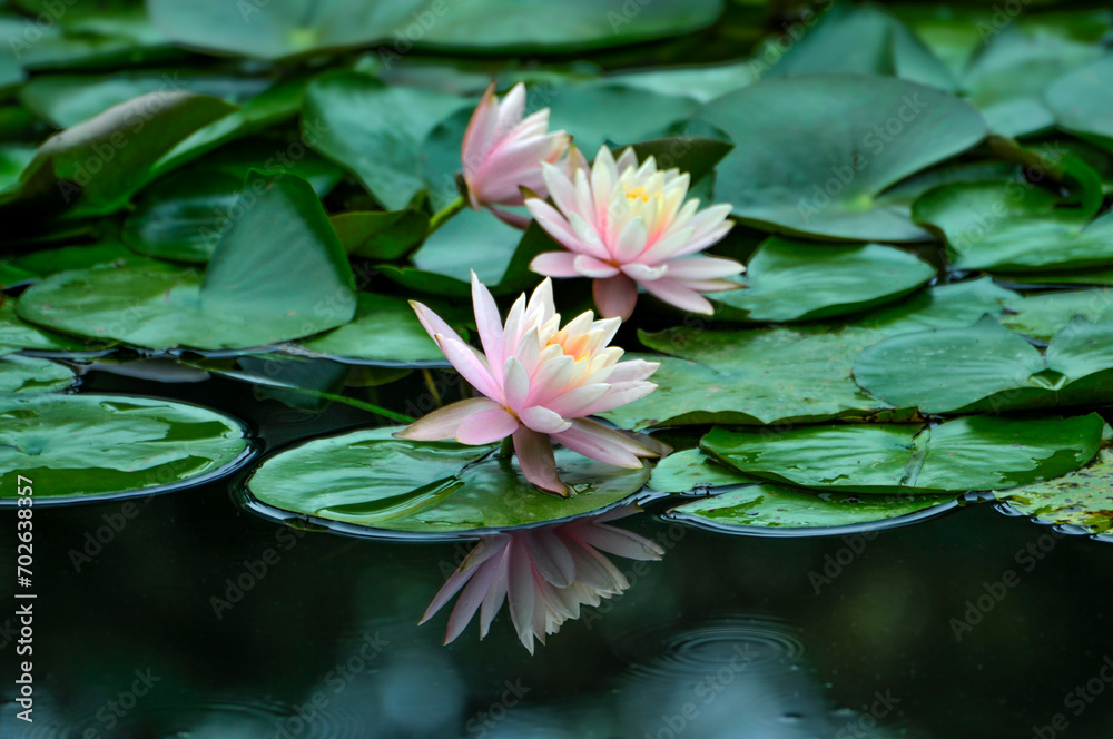 blossoming pink lotus and waterlily flowers in pond blossoming pink lotus and waterlily flowers in pond
