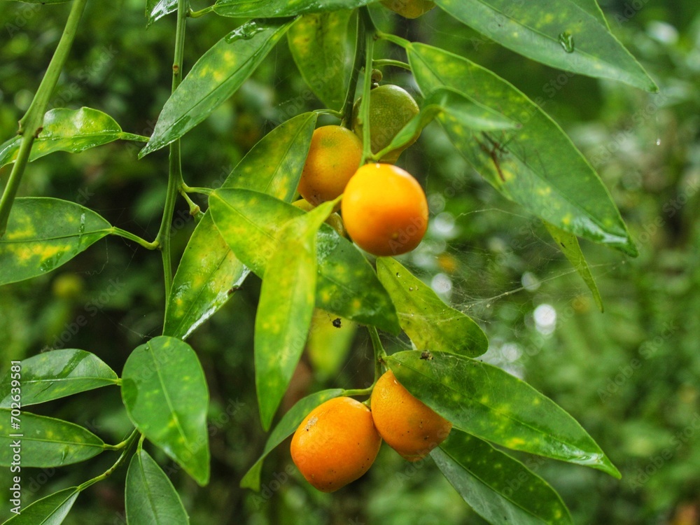Kumquat fruits. Fortunella margarita Kumquats ( or cumquats ) foliage and Oval fruits on kumquat dwarf tree. Kumquat fruits. Fortunella margarita Kumquats ( or cumquats ) foliage and Oval fruits on kumquat dwarf tree.