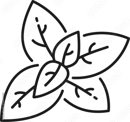 Basil isolated kitchen herb outline icon. Vector aroma plant, holy basilicum aromatic seasoning, great basil culinary herb, perennial plant