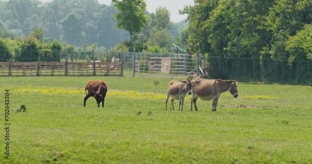 Tree adorable sleepy donkeys stand on a pasture in nature reserve Zasavica Tree adorable sleepy donkeys stand on a pasture in nature reserve Zasavica