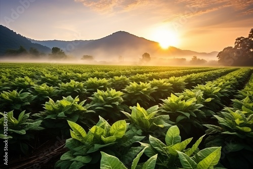 Rows of tobacco plants in a field illuminated by the golden light of early morning, with mountains in the distance