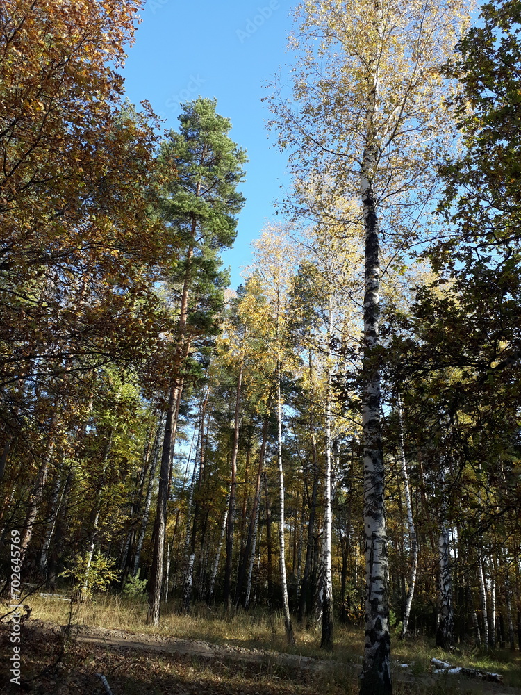 Fototapeta premium autumn forest in the autumn