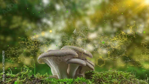 Growing oyster mushrooms, chemical formulas moving in space, the concept of plant growing, the need for a balanced environment for the growth of plants and fungi, the time span of oyster mushroom photo