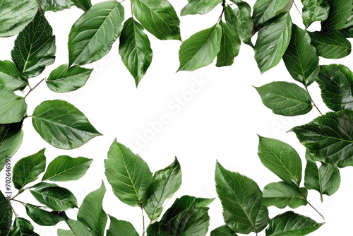 green leaves with a transparent background in the center