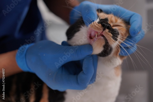 Fototapeta Naklejka Na Ścianę i Meble -  Veterinarian doctor examines beautiful adult cat. Portrait of happy male veterinarian with cute white tabby cat at office. Asian, African veterinarian