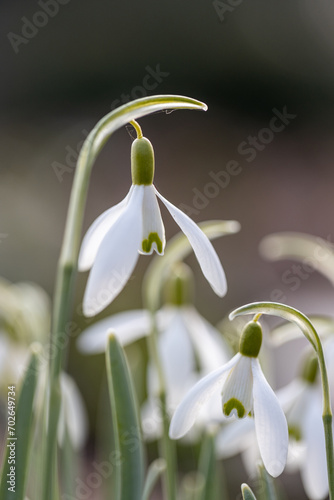 Closeup shot of fresh common snowdrops (Galanthus nivalis) blooming in the spring. Wild flowers field