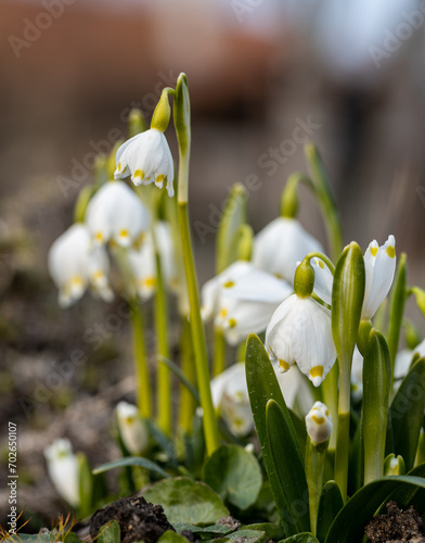 Beautiful blooming of White spring snowflake flowers in springtime. Snowflake also called Summer Snowflake or Loddon Lily or Leucojum vernum on a beautiful background of similar flowers in the forest © Diana Hlachová