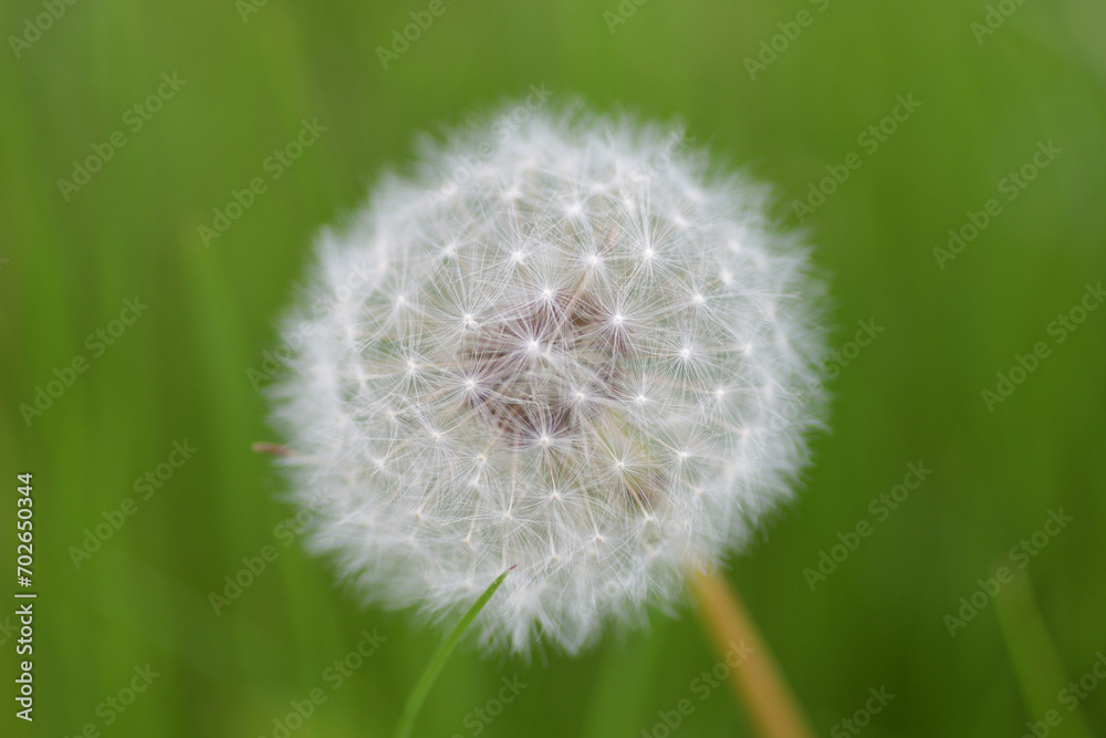Fototapeta premium Dandelion with blurred green background