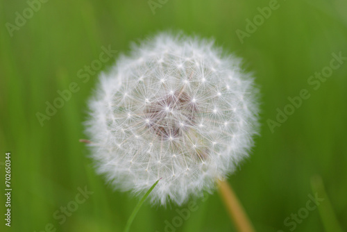 Dandelion with blurred green background
