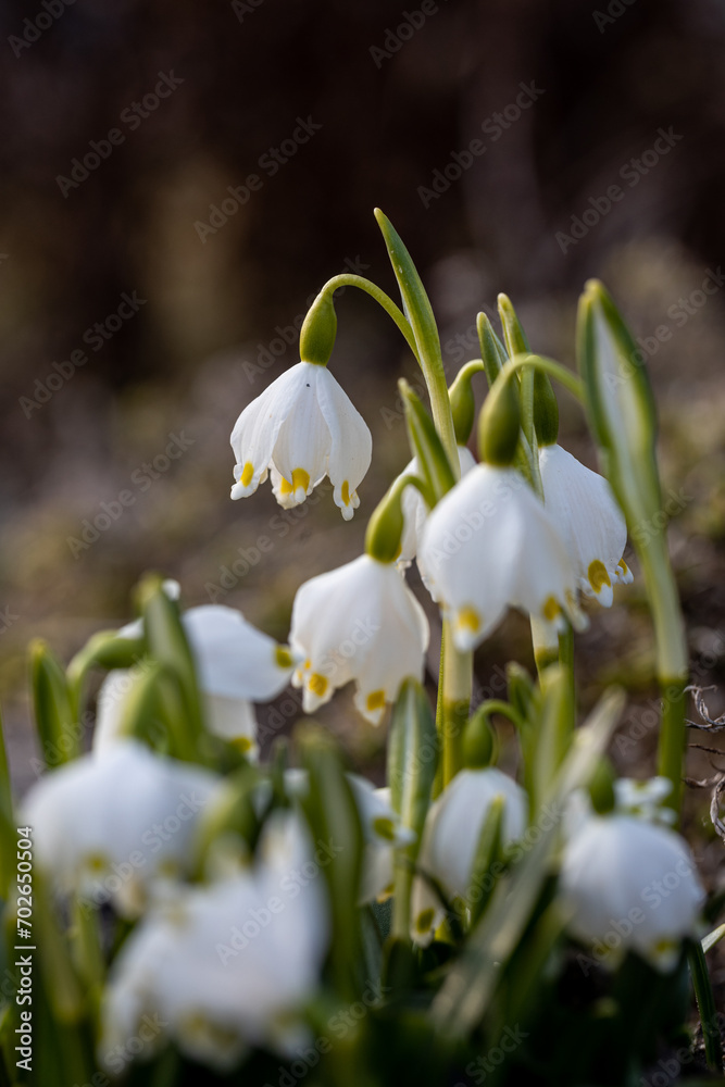 Obraz premium Beautiful blooming of White spring snowflake flowers in springtime. Snowflake also called Summer Snowflake or Loddon Lily or Leucojum vernum on a beautiful background of similar flowers in the forest