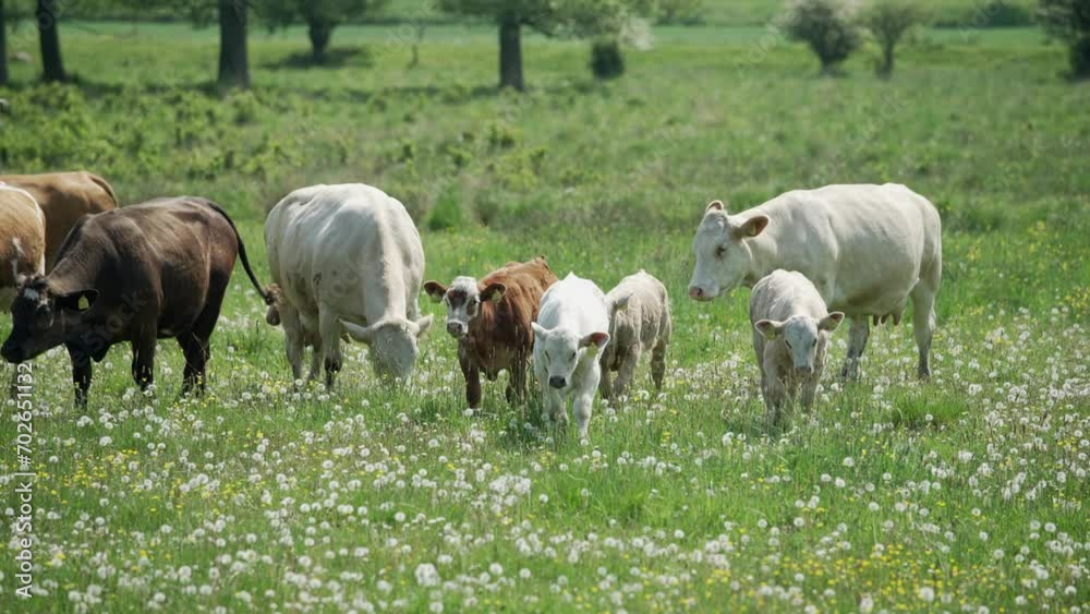 Herd of cattle with young calfs roam dandelion filled field in slow motion on sunny day Herd of cattle with young calfs roam dandelion filled field in slow motion on sunny day
