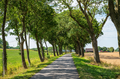 Baumallee in Ostfriesland