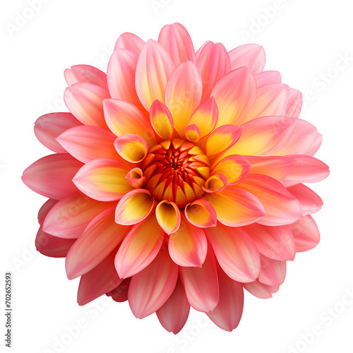 Pink Flower With Yellow Center On png Background.