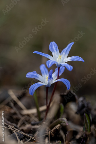 Scilla siberica (Siberian squill or wood squill) is a species of flowering plant in the family Asparagaceae, with natural blurry background. Detail macro photo. First spring flower