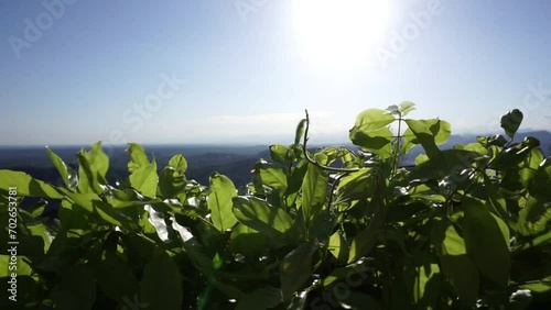 Sunny blue sky and the green vine growing along the edge. B-roll video background with copy space photo