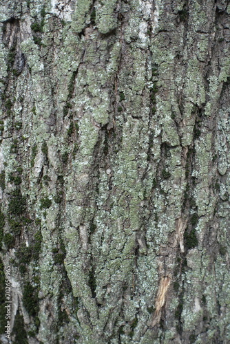 Fototapeta Naklejka Na Ścianę i Meble -  Cover of lichen on bark of Norway maple