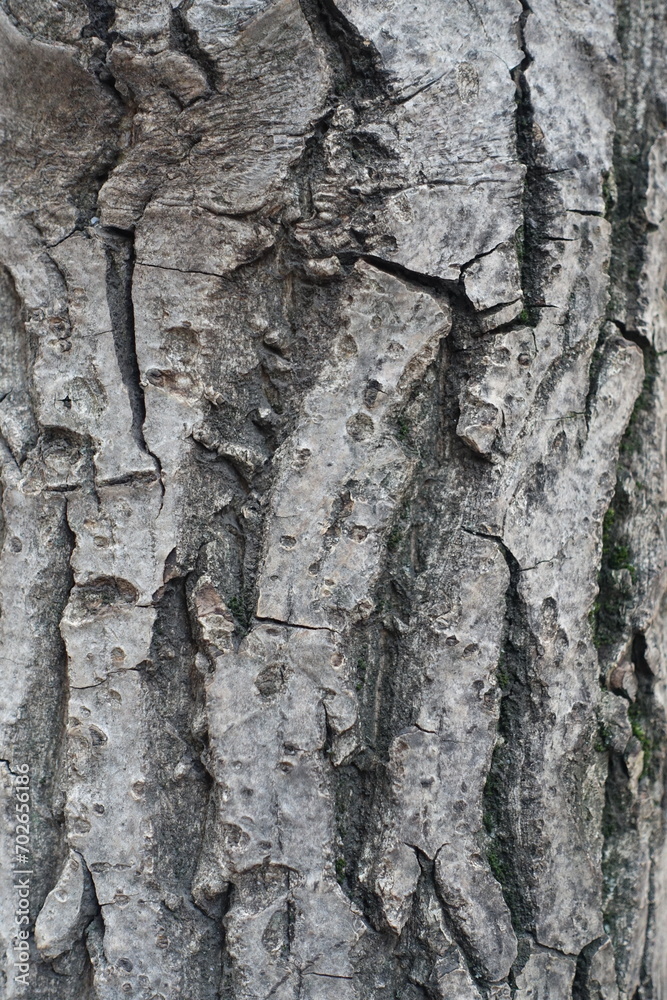 Backdrop - gray bark of Juglans regia tree Backdrop - gray bark of Juglans regia tree