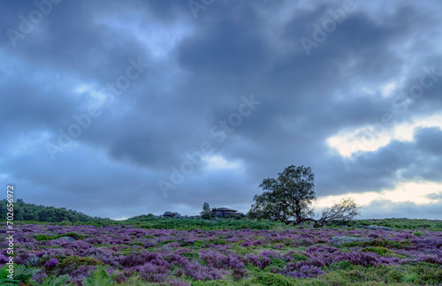 field of flowers and clouds, Owler Tor