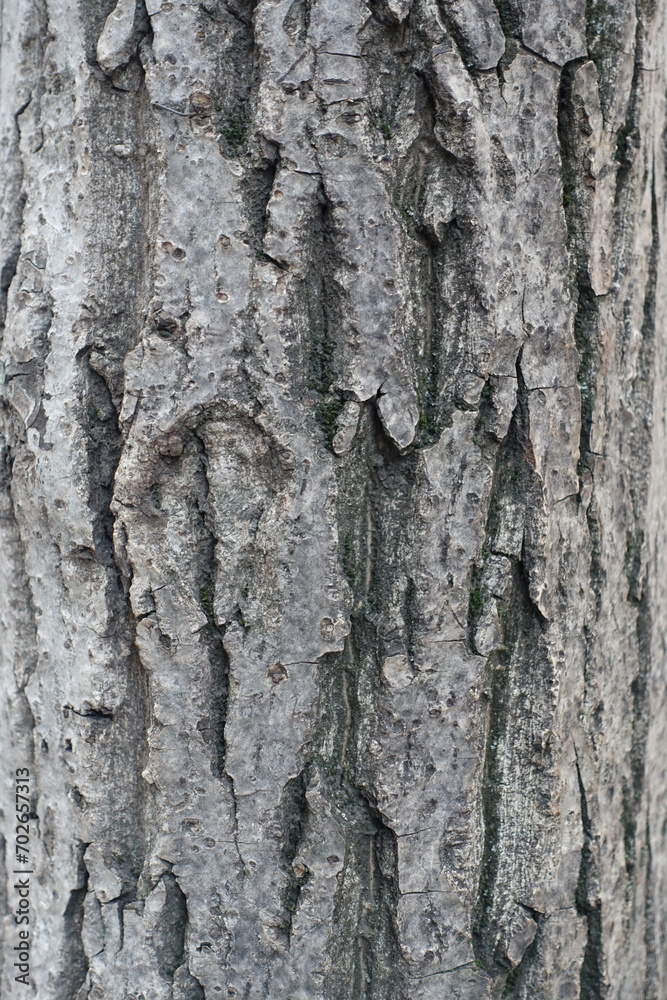 Texture of gray bark of Juglans regia tree Texture of gray bark of Juglans regia tree