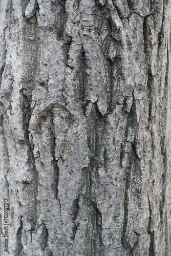Fototapeta Naklejka Na Ścianę i Meble -  Texture of gray bark of Juglans regia tree