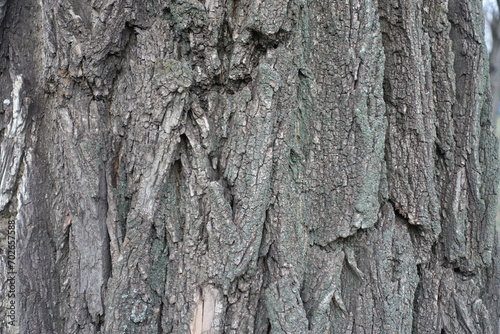 Background - dry bark of Robinia pseudoacacia in January