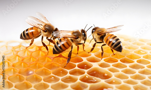 Honeybees on Honeycomb With White Background
