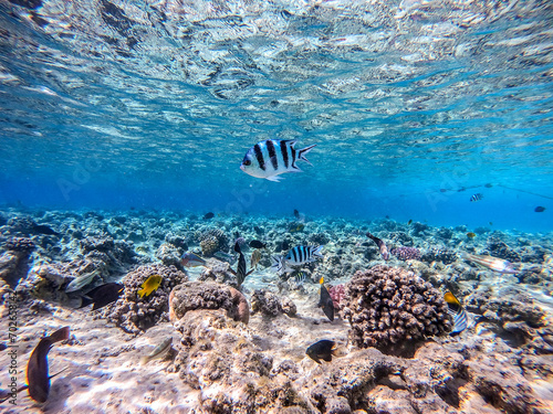 Shoal of differend kinds of the fish - sailfin tang, Longnose Parrotfish, Picasso trigger, Birdmouth wrasse and other tropical fish swimming at the coral reef in the Red Sea, Egypt..