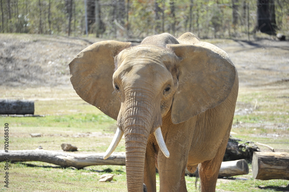 Fototapeta premium African Elephant walking across a field on a sunny day