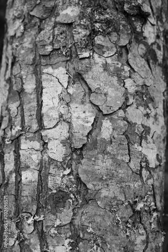 Vertical closeup of a tree trunk texture