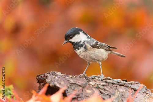 Autumn scene with a cute coal tit. Wildlife scene with a small titmouse. Periparus ater