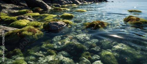 The sea water recedes, the water flows gently between the rocks and grass in the sea