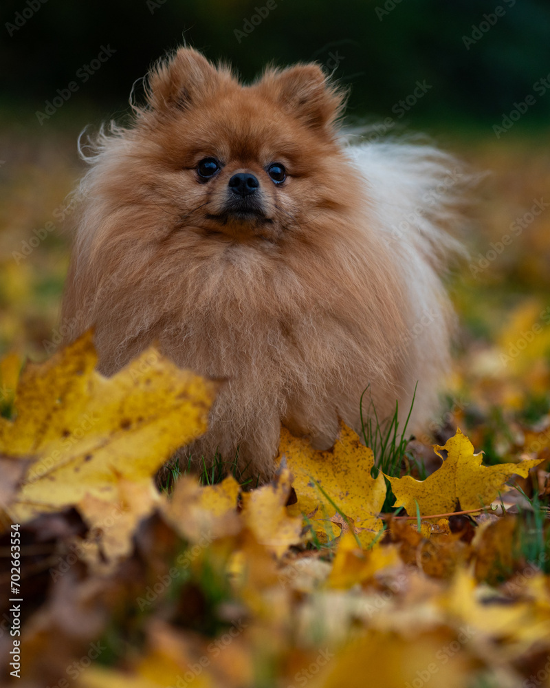 Adorable pomeranian dog with long fur sitting outdoors in a pile of autumn leaves