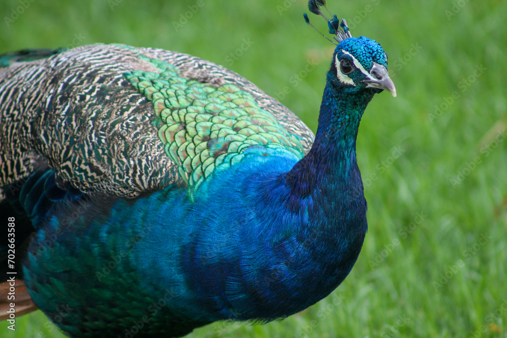 Obraz premium Close-up of peacock showing vibrant plumage